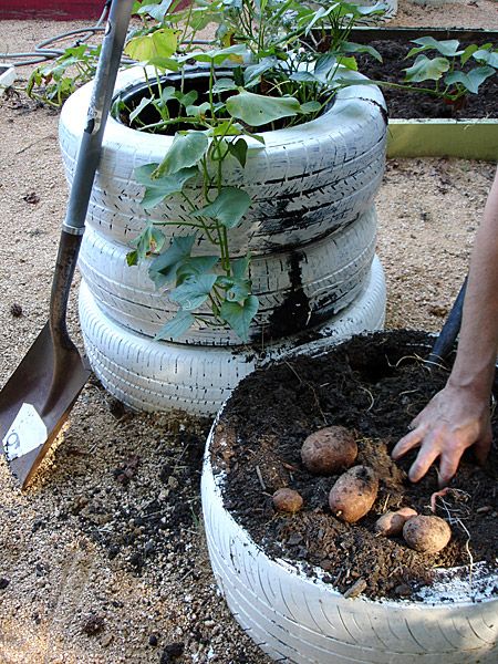 Grow Potatoes In Tires 4 Steps Instructables