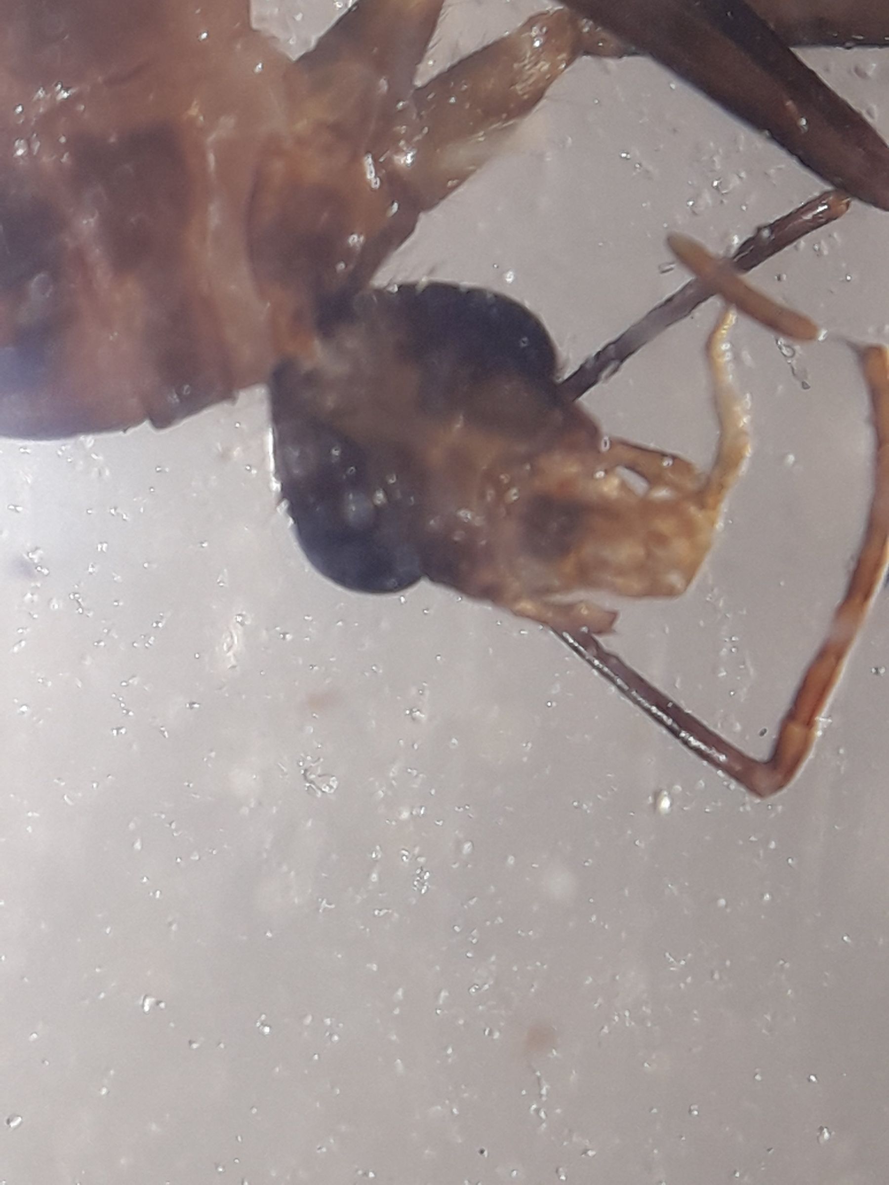 $10 Smartphone to Digital Microscope Conversion!