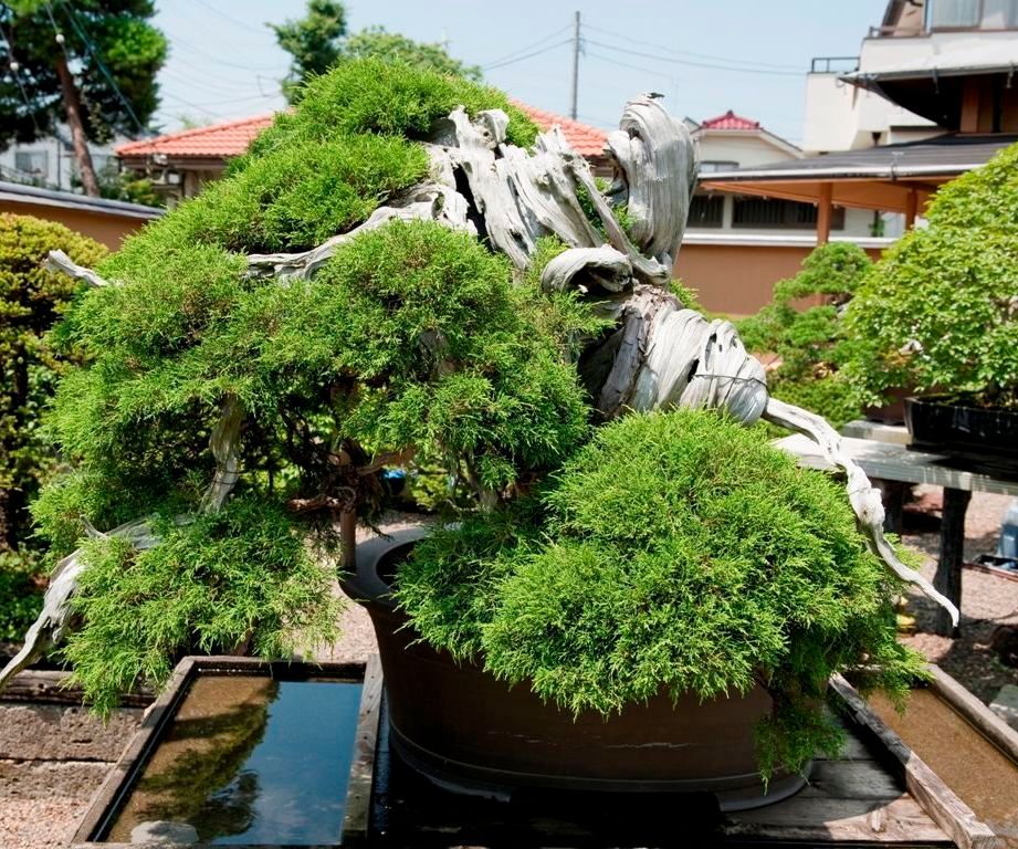 Growing a Bonsai 