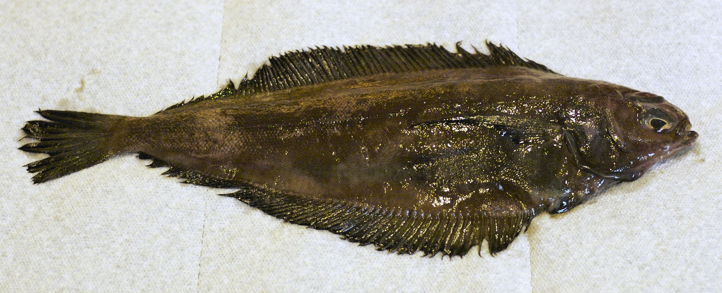 How to Cook and Clean a Flounder 6 Steps Instructables