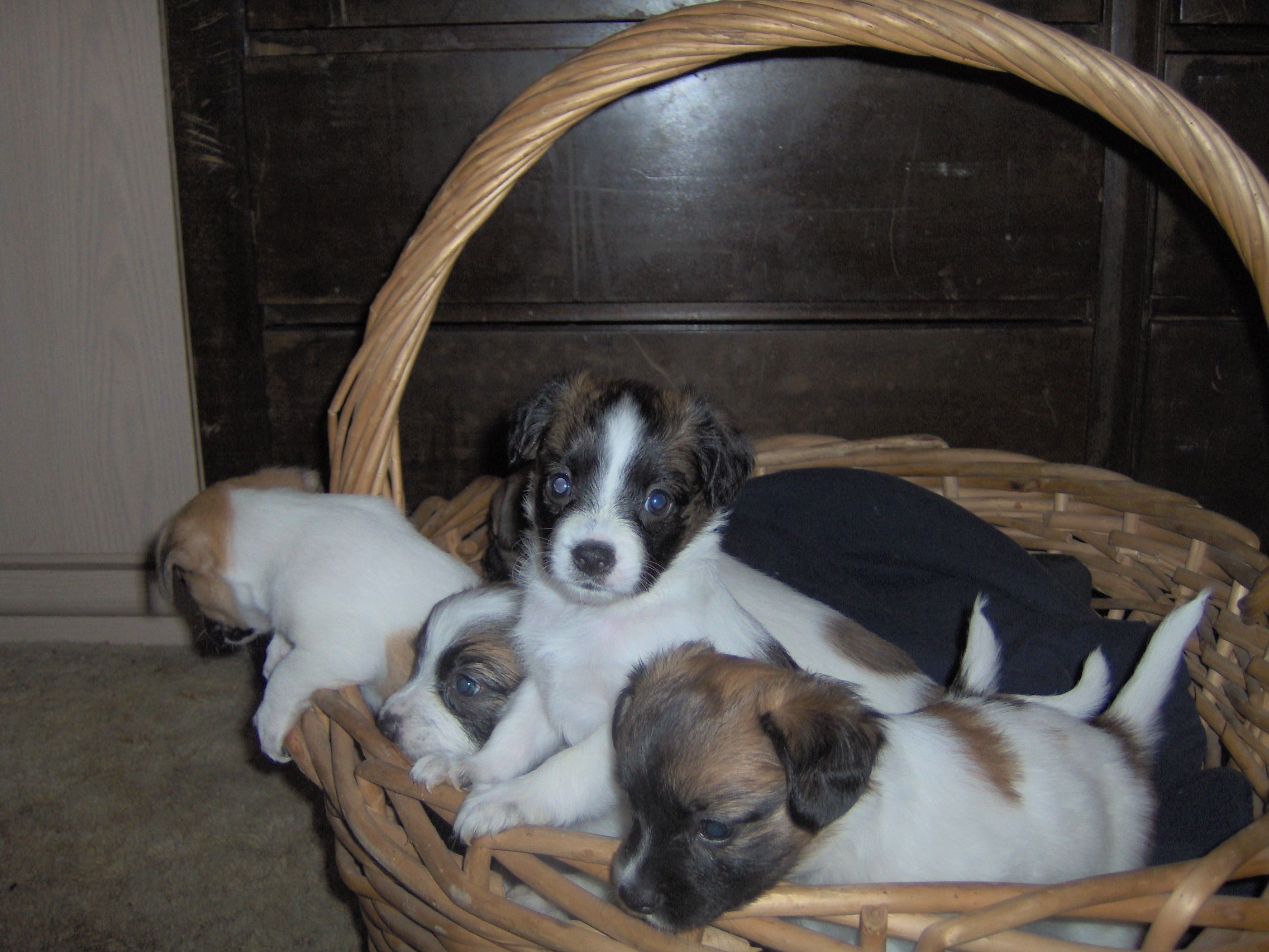 Homemade Dog Treats to Beat Bad Breath 3 Steps (with Pictures