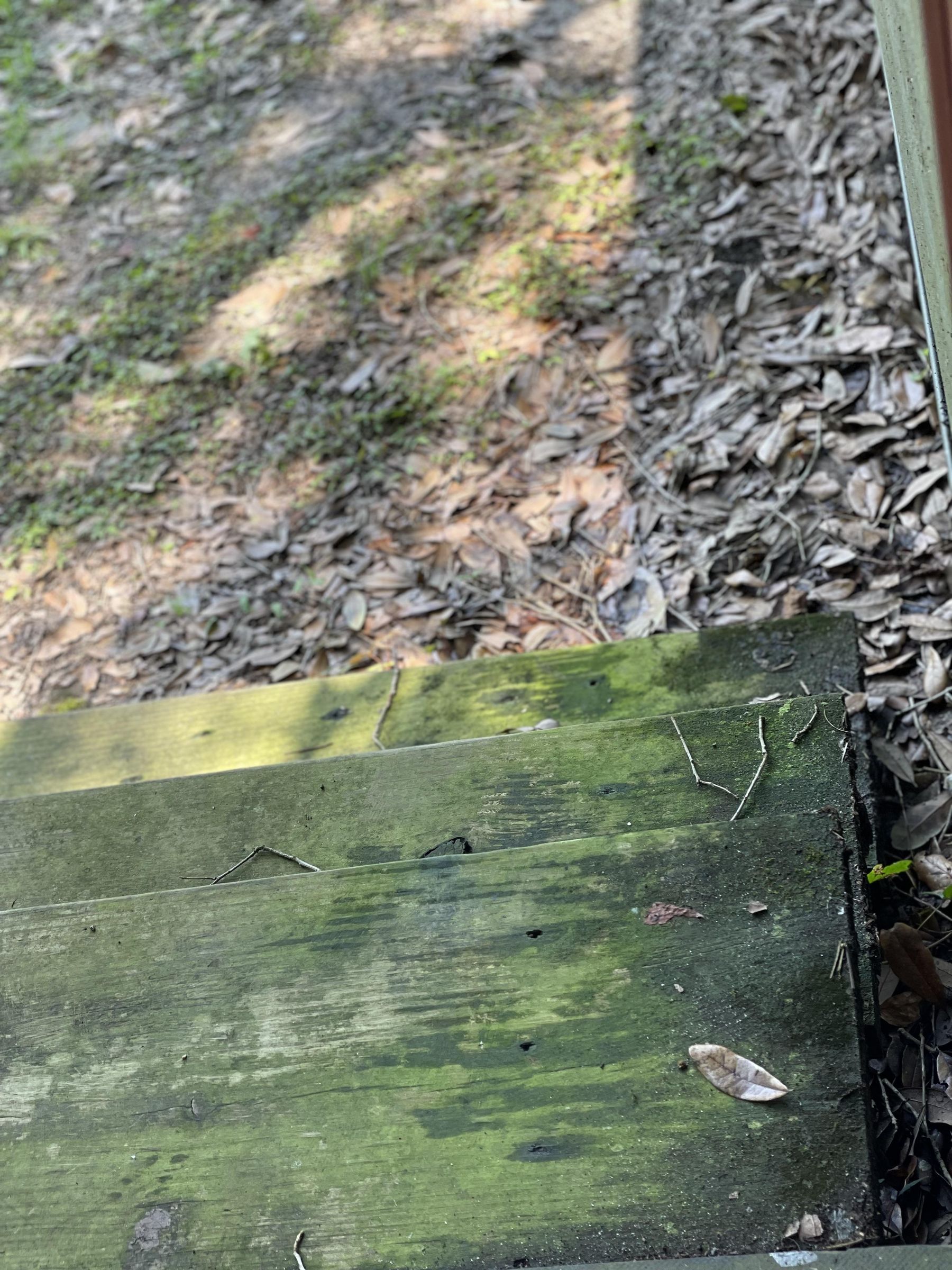 Control Moss With Laundry Detergent 4 Steps Instructables