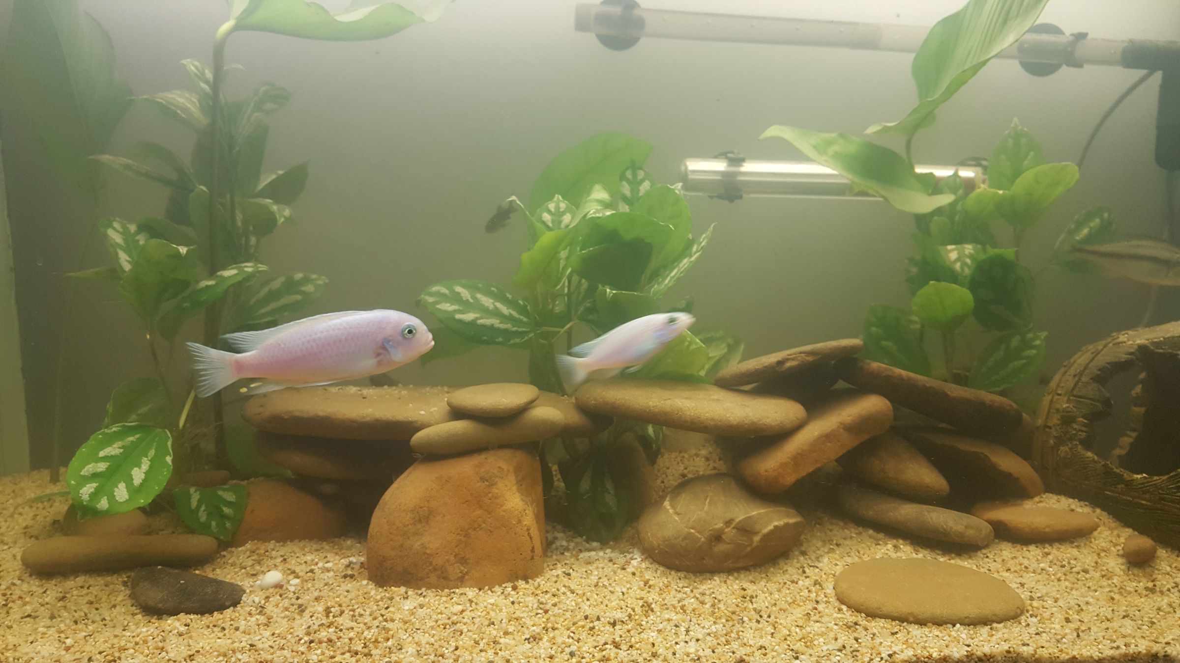 second hand aquarium