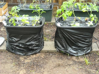 Terrahydro Boxes The Ultimate Self Watering Vegetable Container System Aka Terahydro Box Tetrahydro Box Diy Earthbox Or Diy Grow Box 9 Steps Instructables Terrahydro Boxes The Ultimate Self Watering Vegetable Container System Aka Terahydro Box Tetrahydro Box Diy Earthbox Or Diy Grow Box 9 Steps Instructables