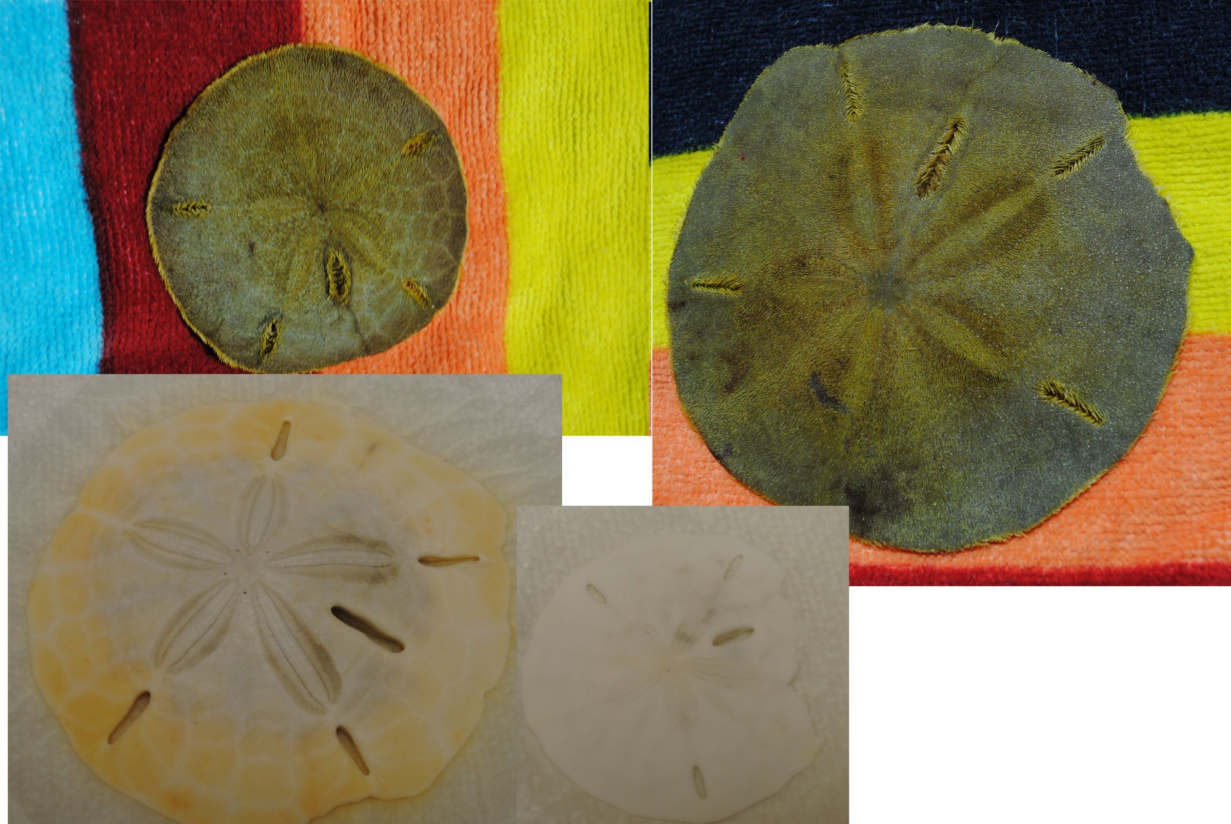How to Bleach Sand Dollars 6 Steps (with Pictures) Instructables