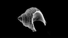 やどかりに やど をわたしてみる 5 Steps With Pictures Instructables やどかりに やど をわたしてみる 5 Steps With Pictures Instructables