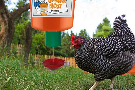 automatic timer chicken feeder
