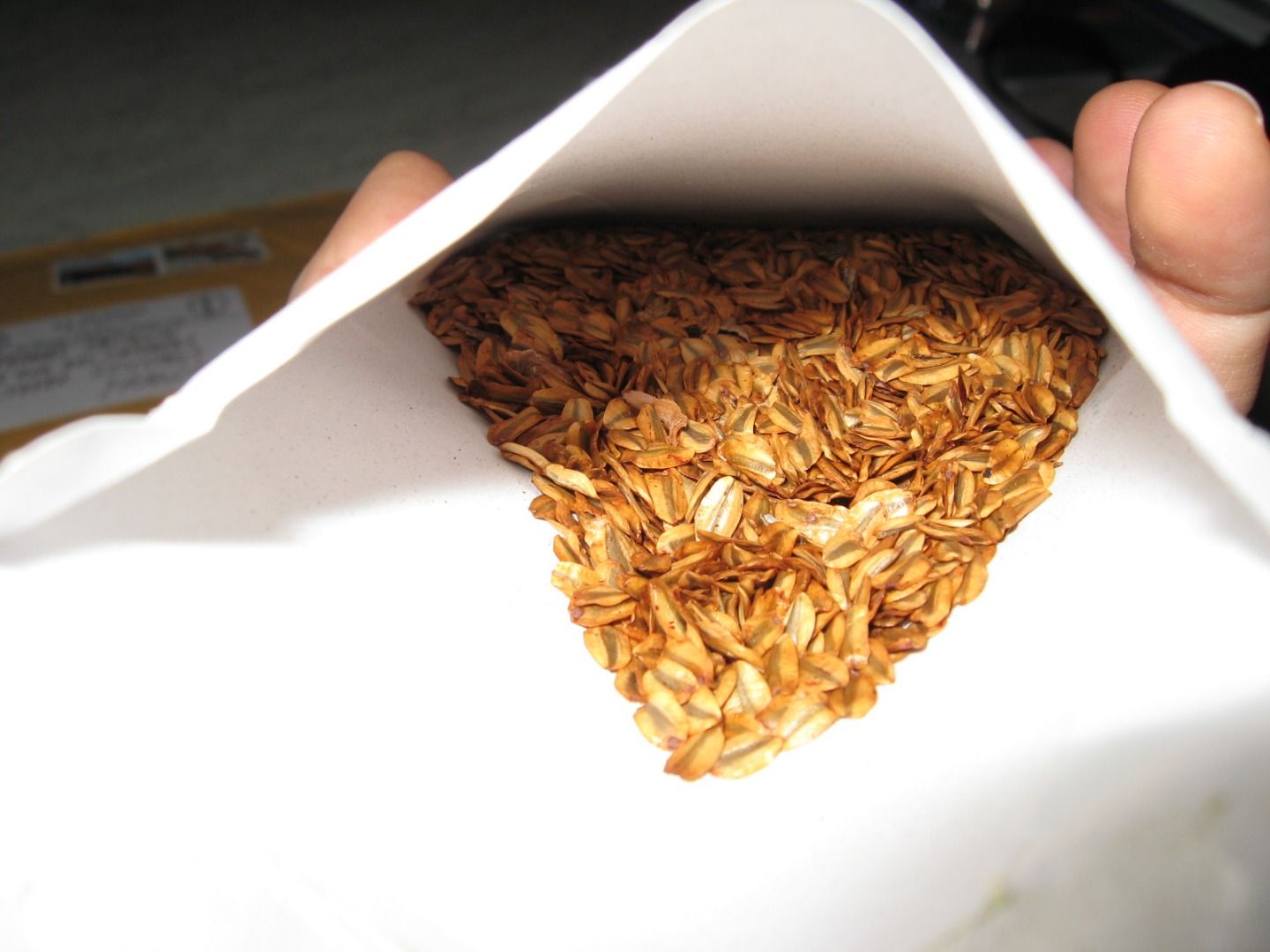 Grow Your Own Giant Sequoia Tree 6 Steps (with Pictures) Instructables