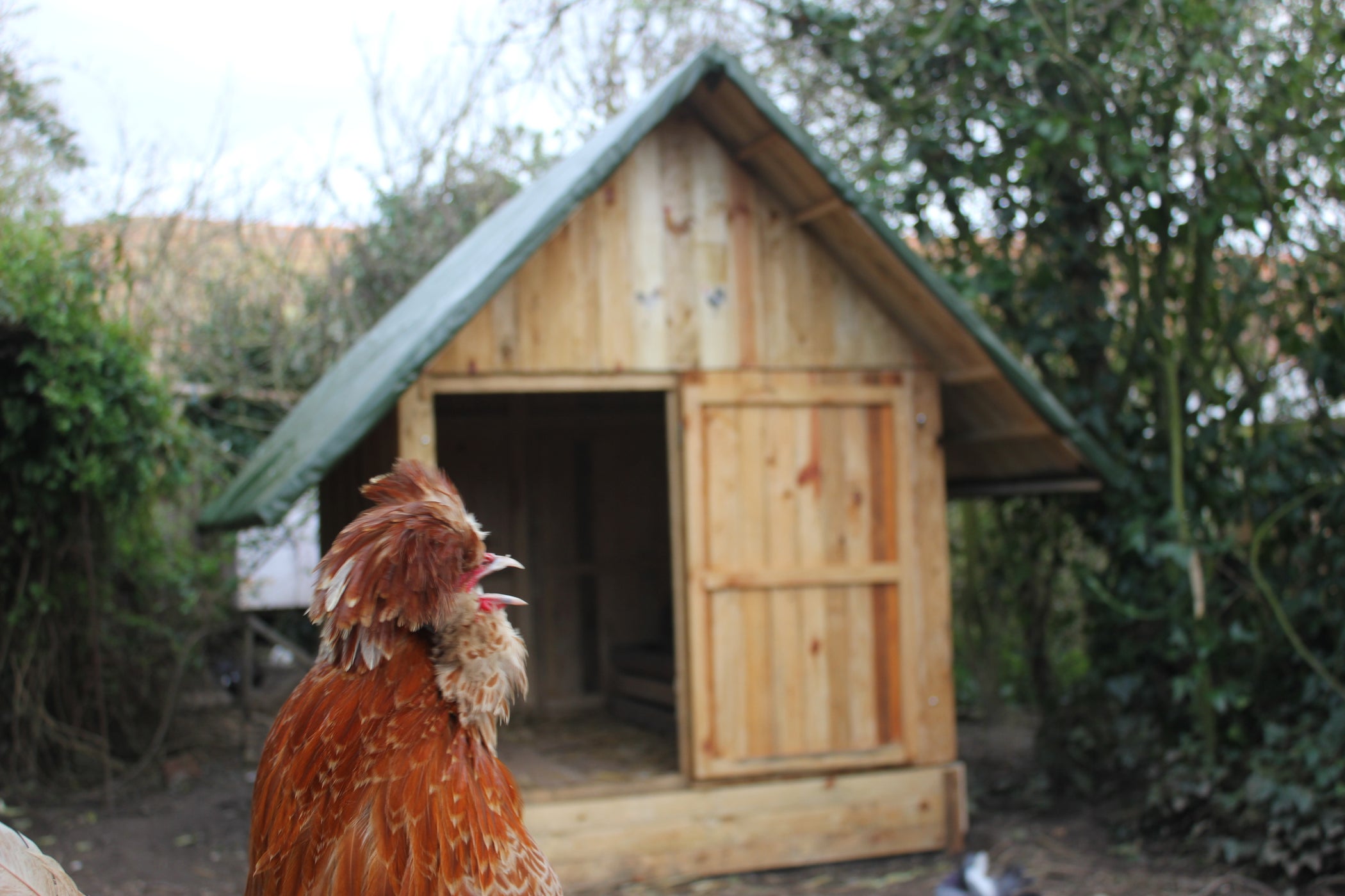 Pallet Hen House Chicken Coop in Under 3 Mins. Poulailler Palette