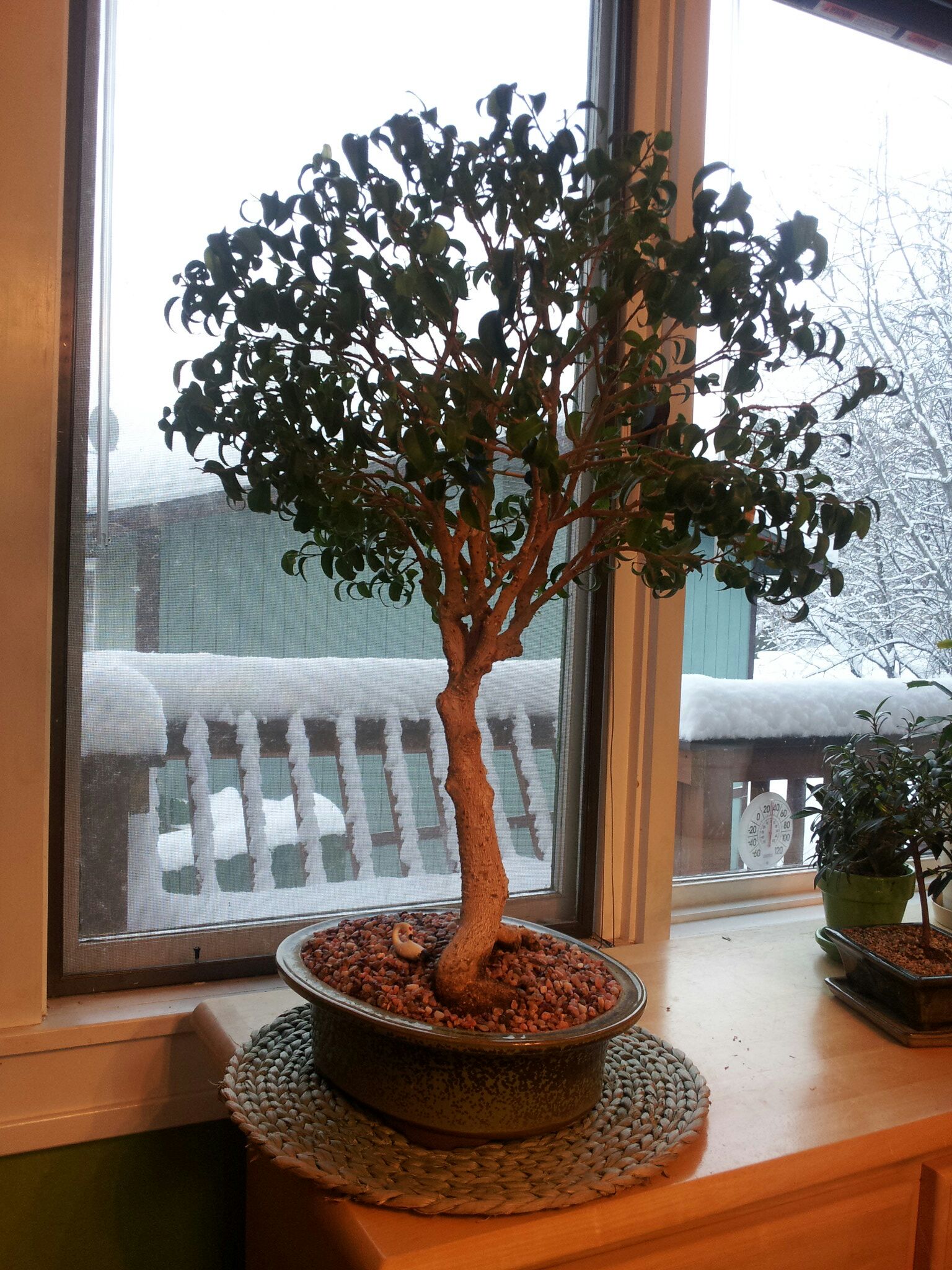 Train Bonsai With Sugru 4 Steps Instructables