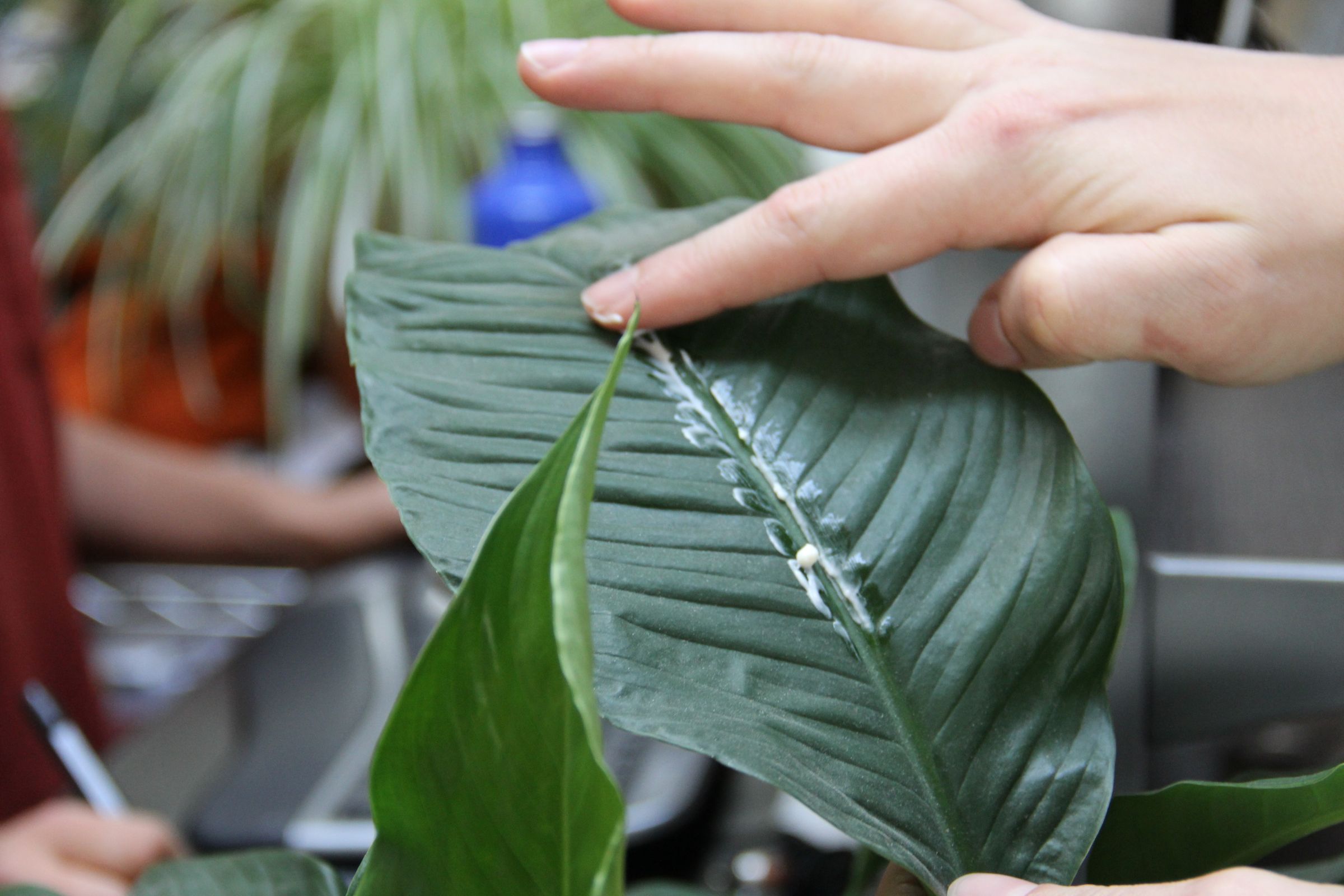 The Mayo Clinic 9 Unusual Uses for Mayonnaise 10 Steps (with