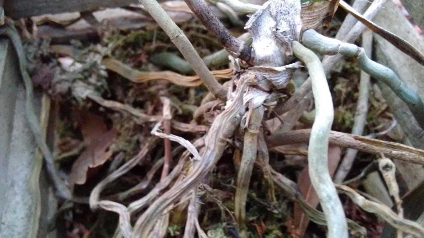 Resurrecting The Zombie Orchid It S Not Dead Yet 6 Steps Instructables