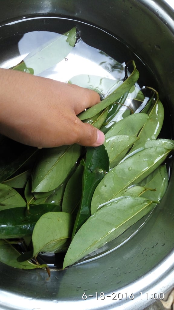 Soursop Leaves Tea Cancer Freeee 8 Steps Instructables Soursop Leaves Tea Cancer Freeee 8 Steps Instructables