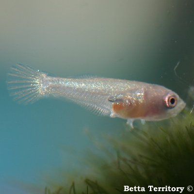 microworms for betta fry