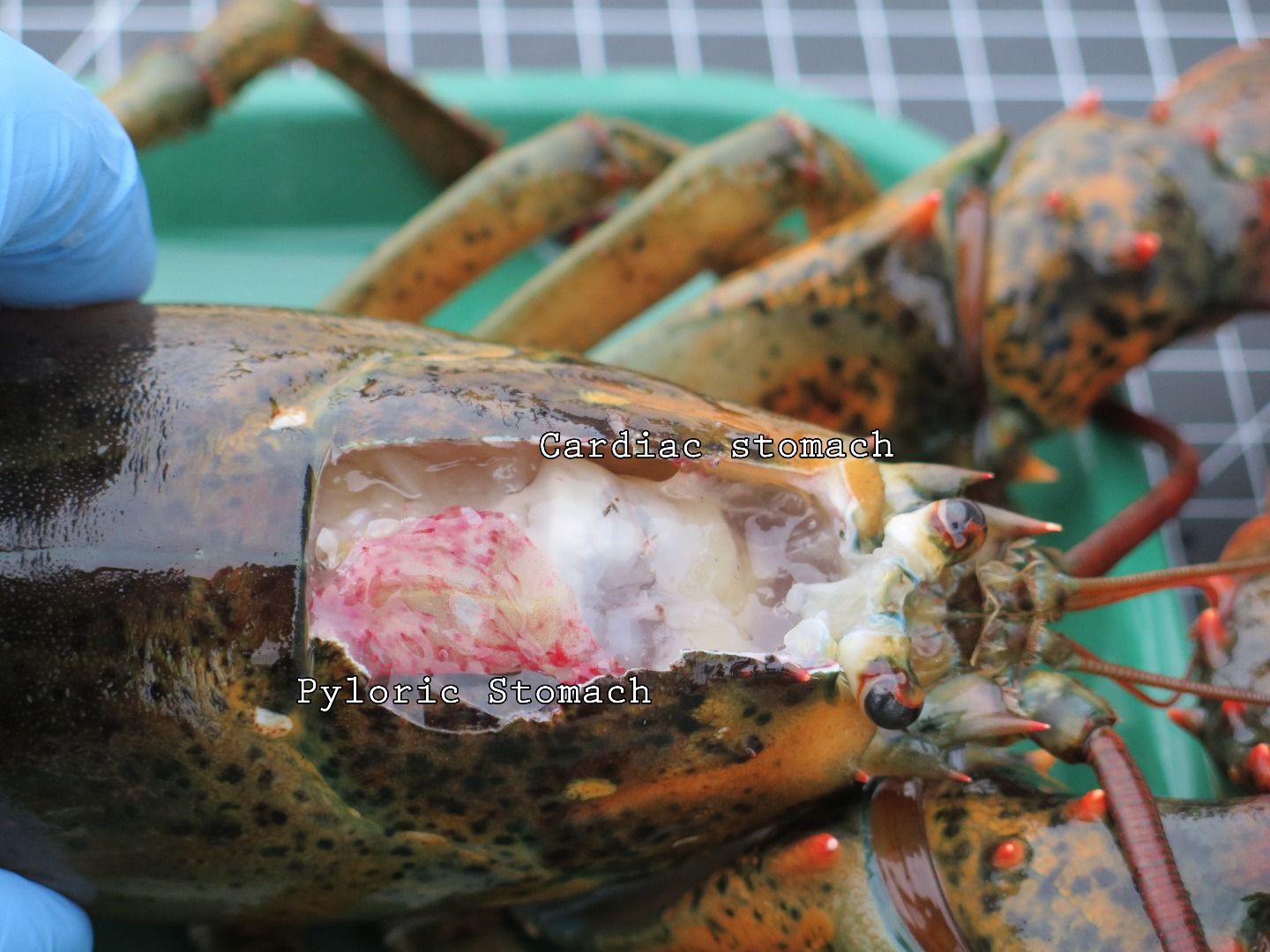 Lobster Dissection 11 Steps Instructables