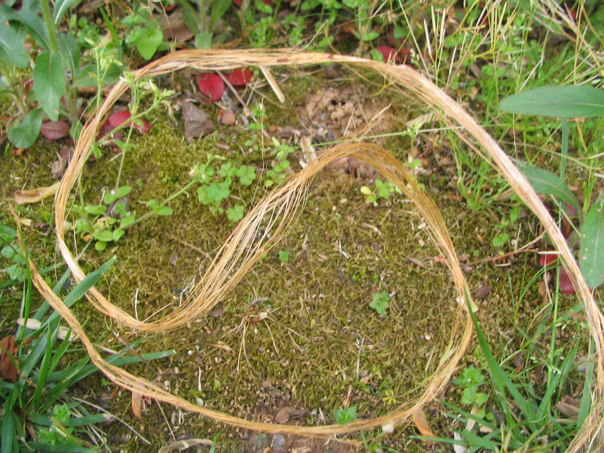 Make Rope Out of Dead Plants -- With No Tools : 7 Steps (with Pictures ...