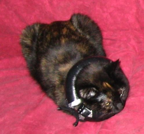 best cat cone collar