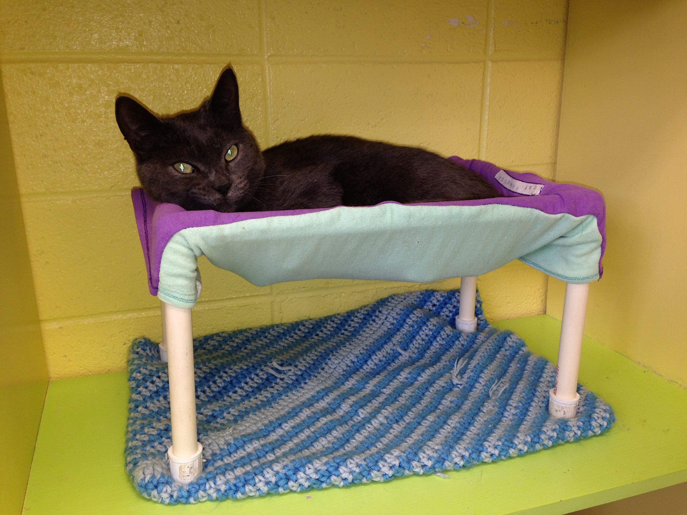 Small Cat Hammocks Home or Shelter Use 12 Steps (with Pictures