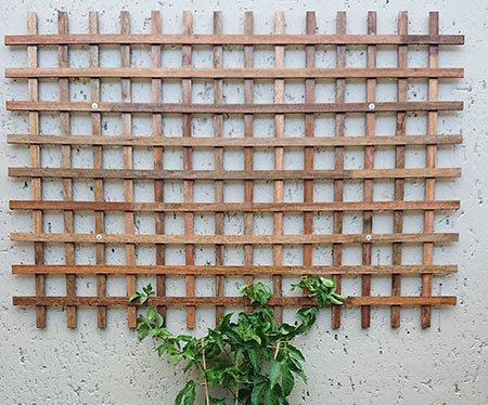 DIY guide for INEXPENSIVE WOOD TRELLIS with step-by-step instructions