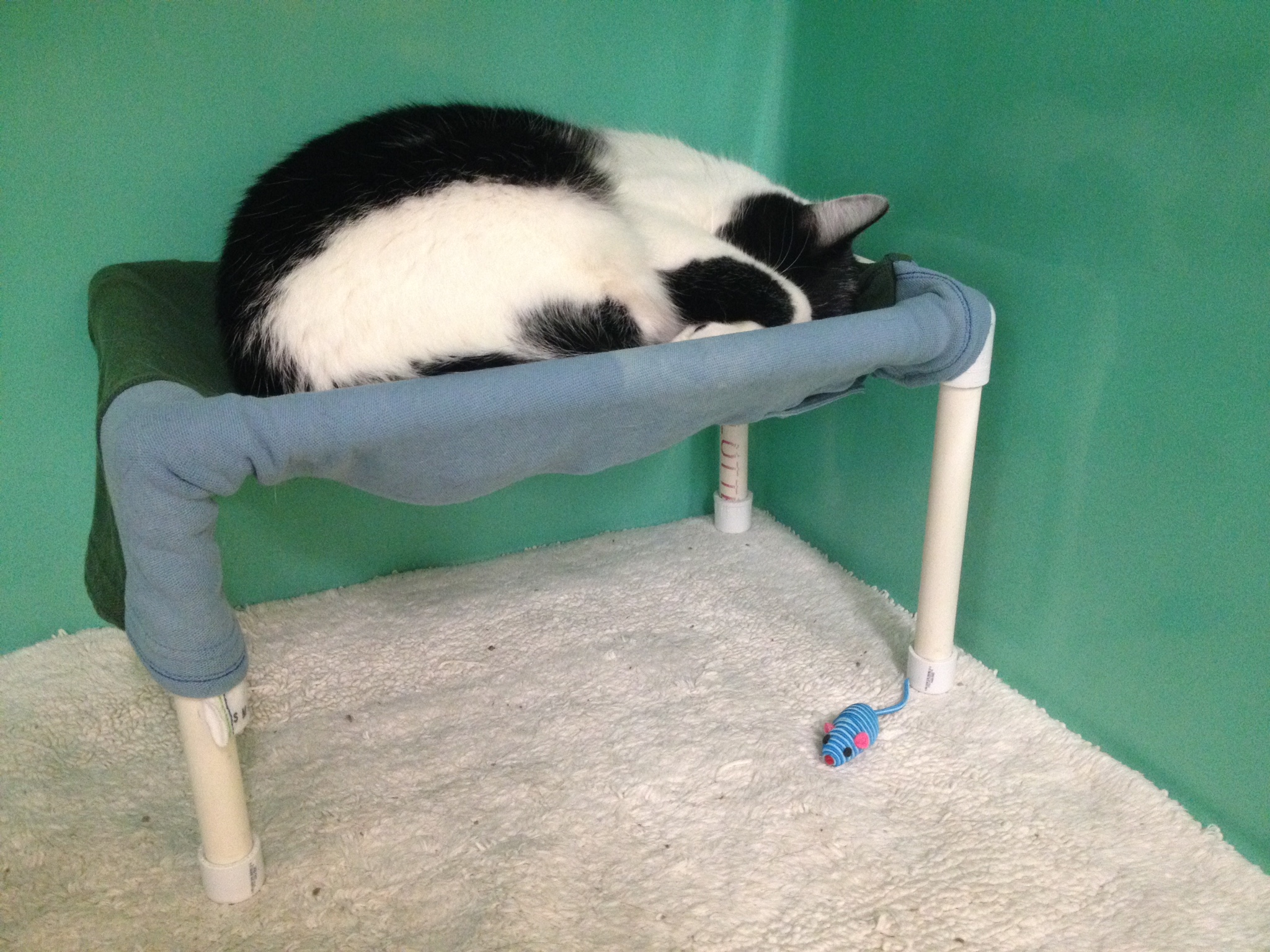 Small Cat Hammocks Home or Shelter Use 12 Steps (with Pictures