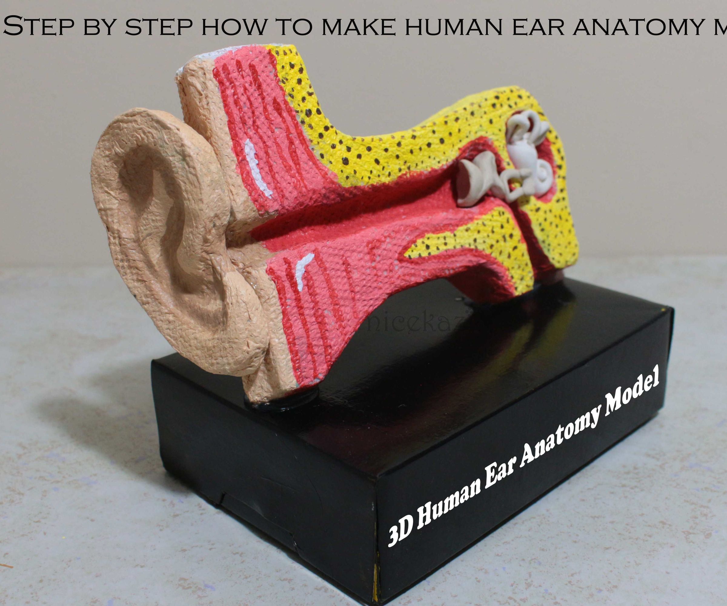 ear clay model