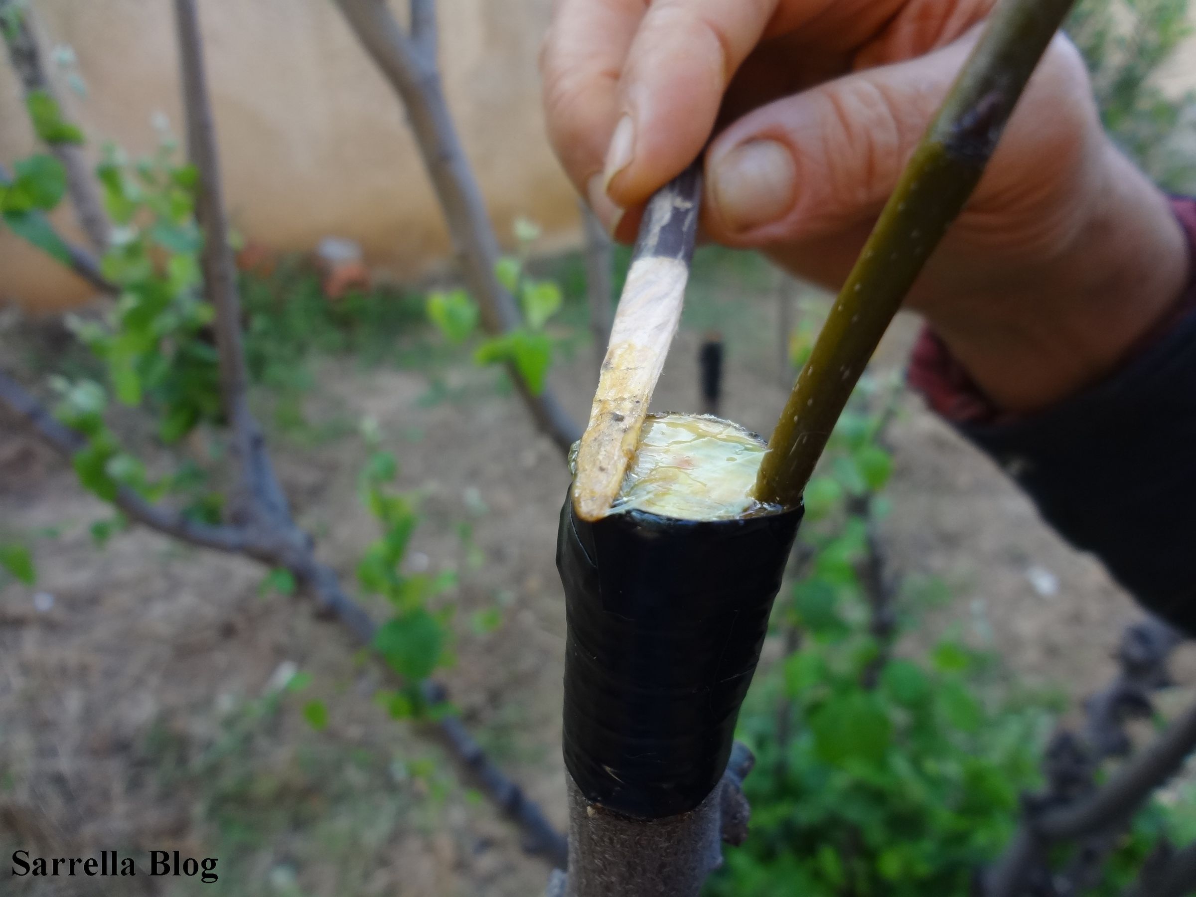 Grafting a Pear Scion to a Quince Tree 14 Steps (with Pictures