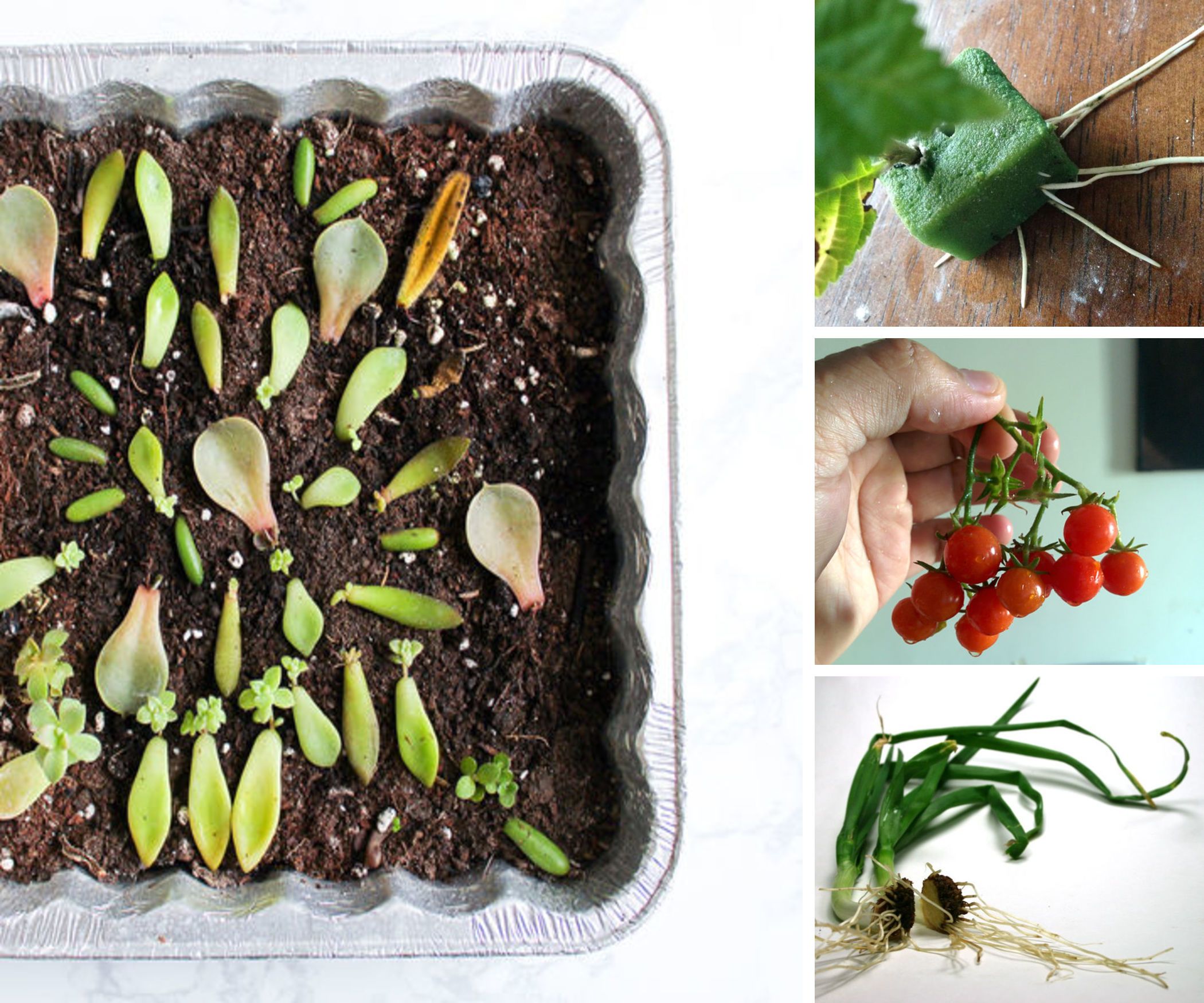 10+ Ways to Grow Plants From a Cutting