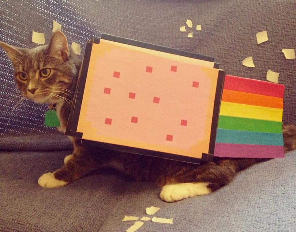 rainbow cat costume