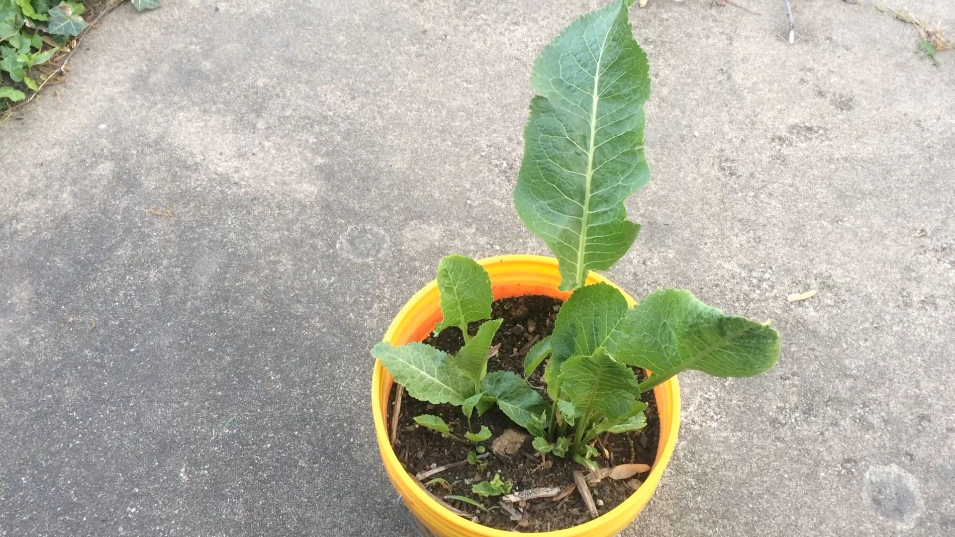 How to Grow Horseradish From a Root You Buy at the Grocery Store 5