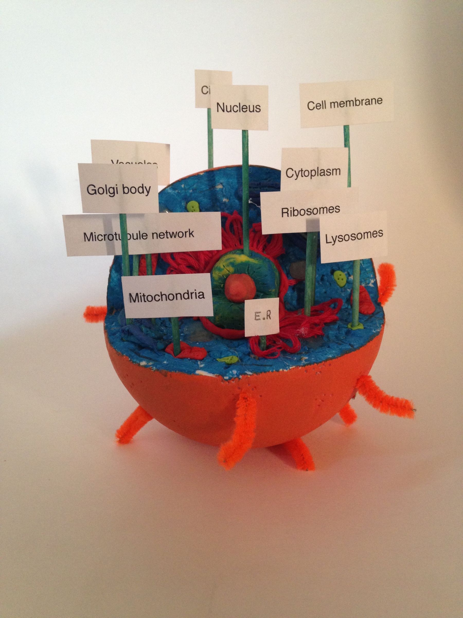Animal Cell Learning Tool 18 Steps With Pictures Instructables