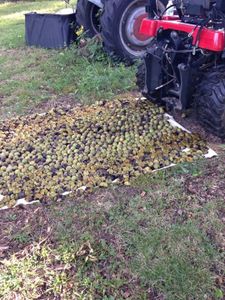 Black Walnut Harvesting & Processing : 11 Steps (with Pictures ...