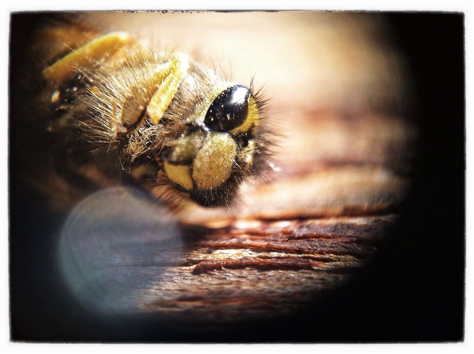 How to Make a Very Effective and Cheap Micro/macro Lens for an IPhone