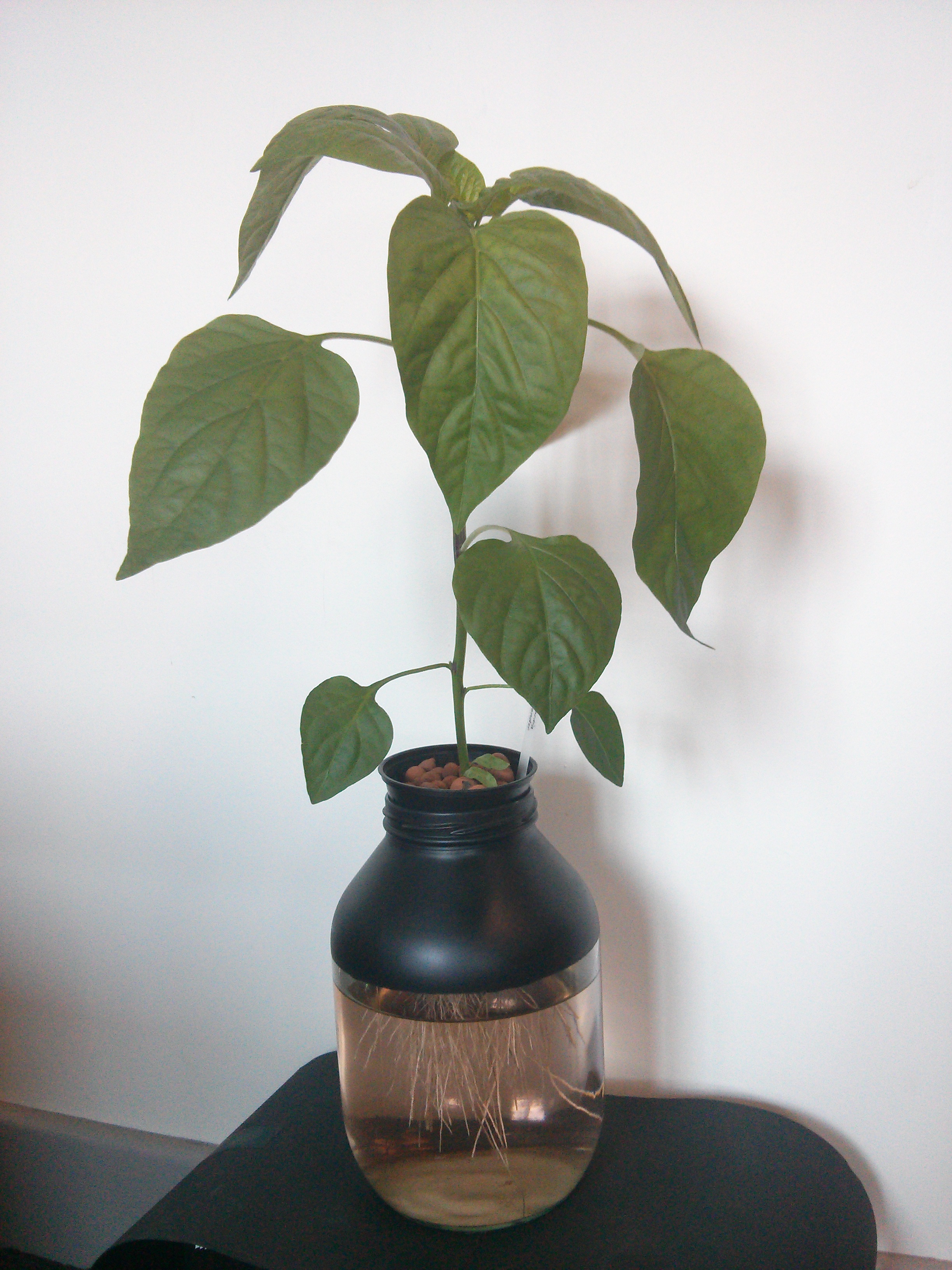 Glass Jar Kratky Hydroponics UPDATED 8 Steps Instructables