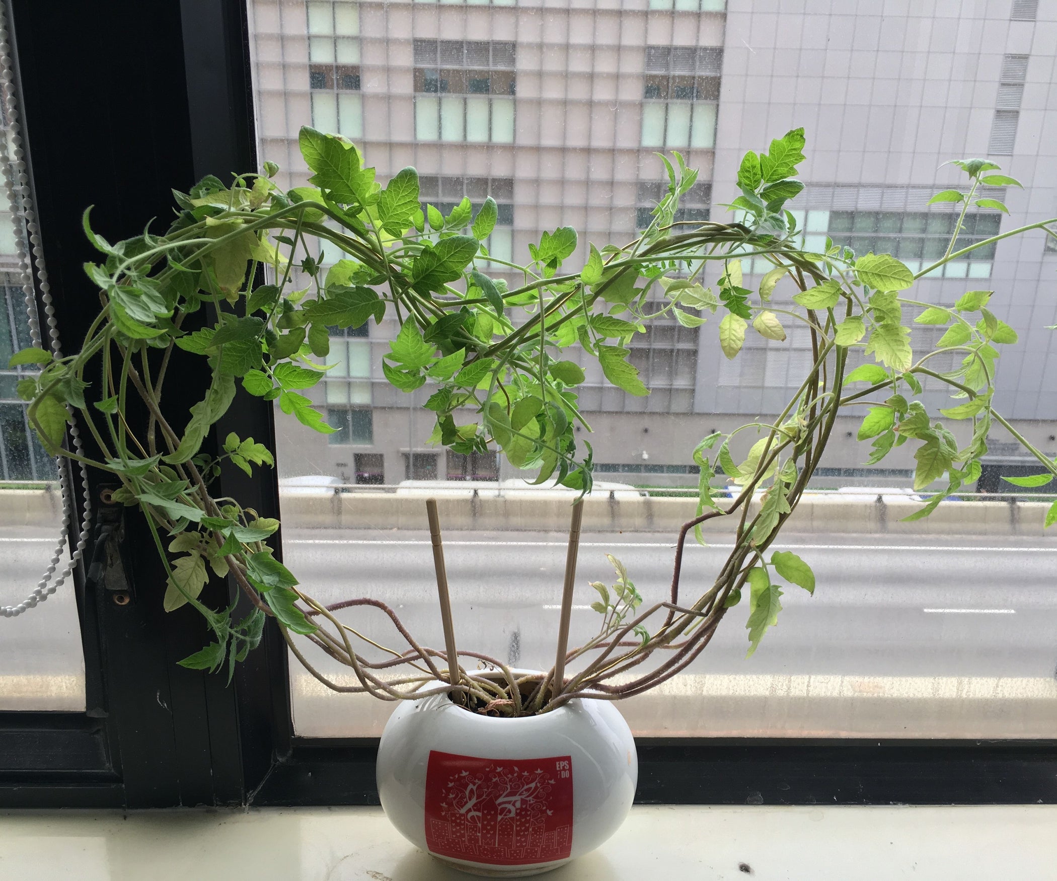 Support Weak Stem in Custom Shape 8 Steps (with Pictures) Instructables