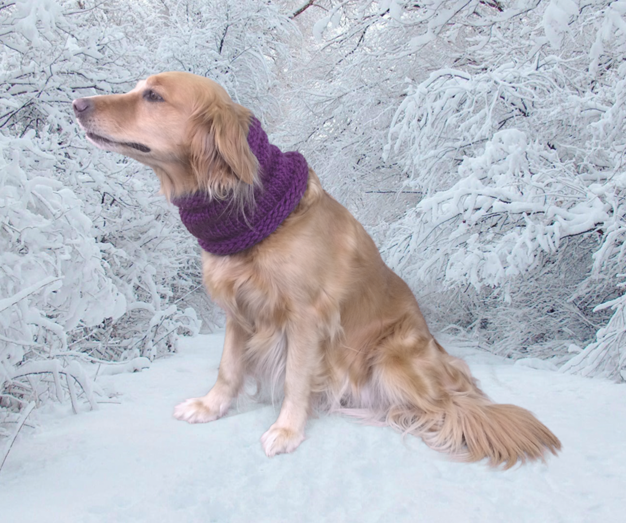 Cozy Knitted Dog Scarf 4 Steps (with Pictures) Instructables