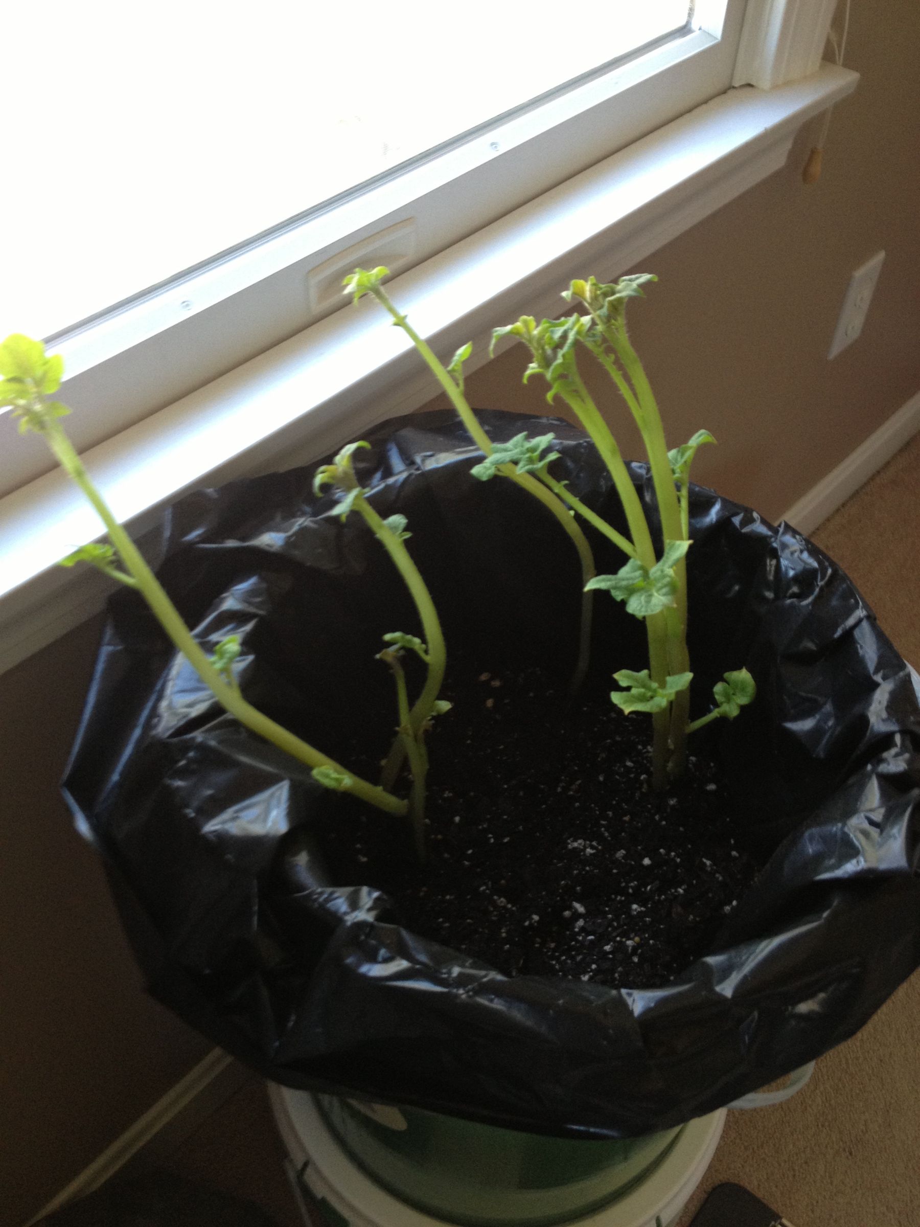 Grow Potatoes in a 5 Gallon Bucket 8 Steps Instructables
