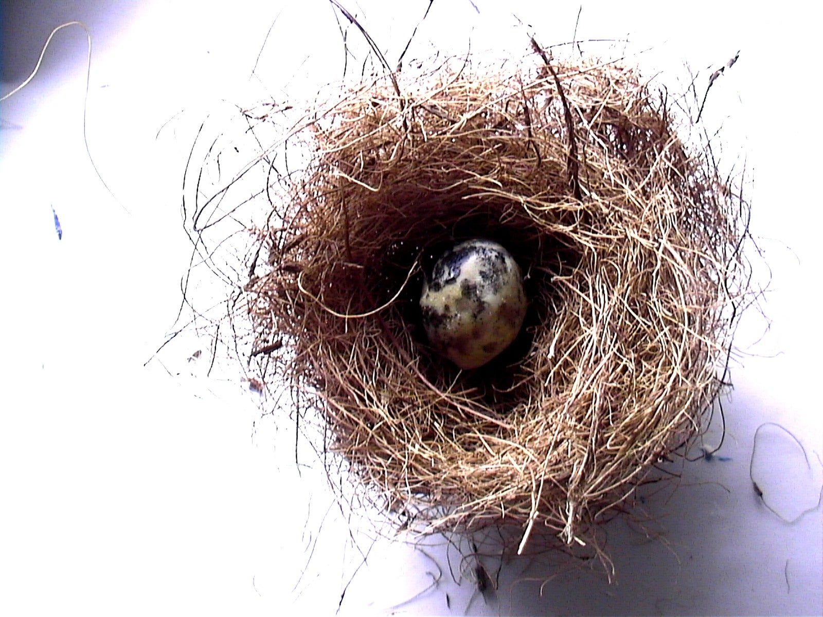 Make a Bird's Nest & Eggs (Slideshow) Instructables