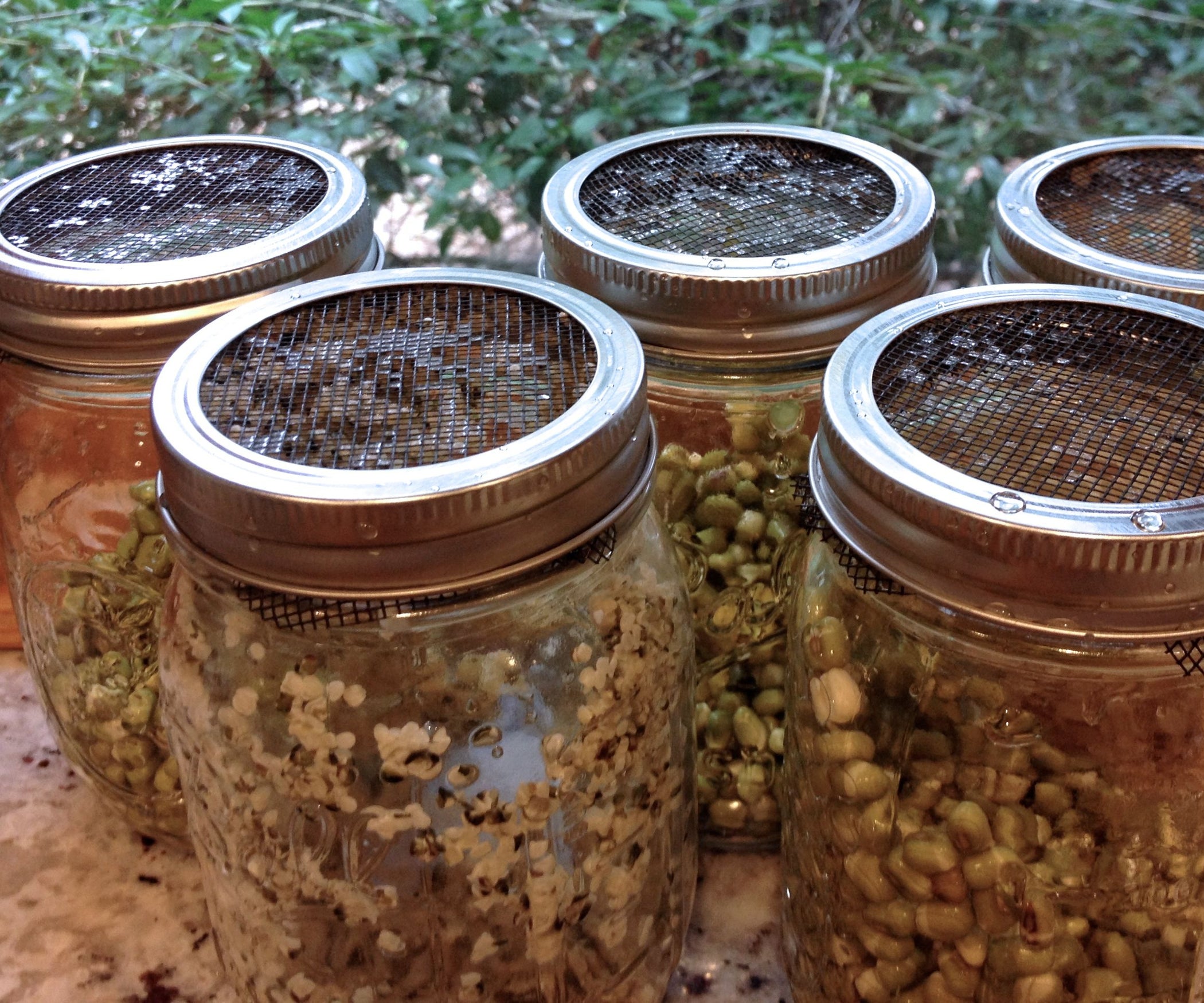 Sprout Jars 6 Steps (with Pictures) Instructables