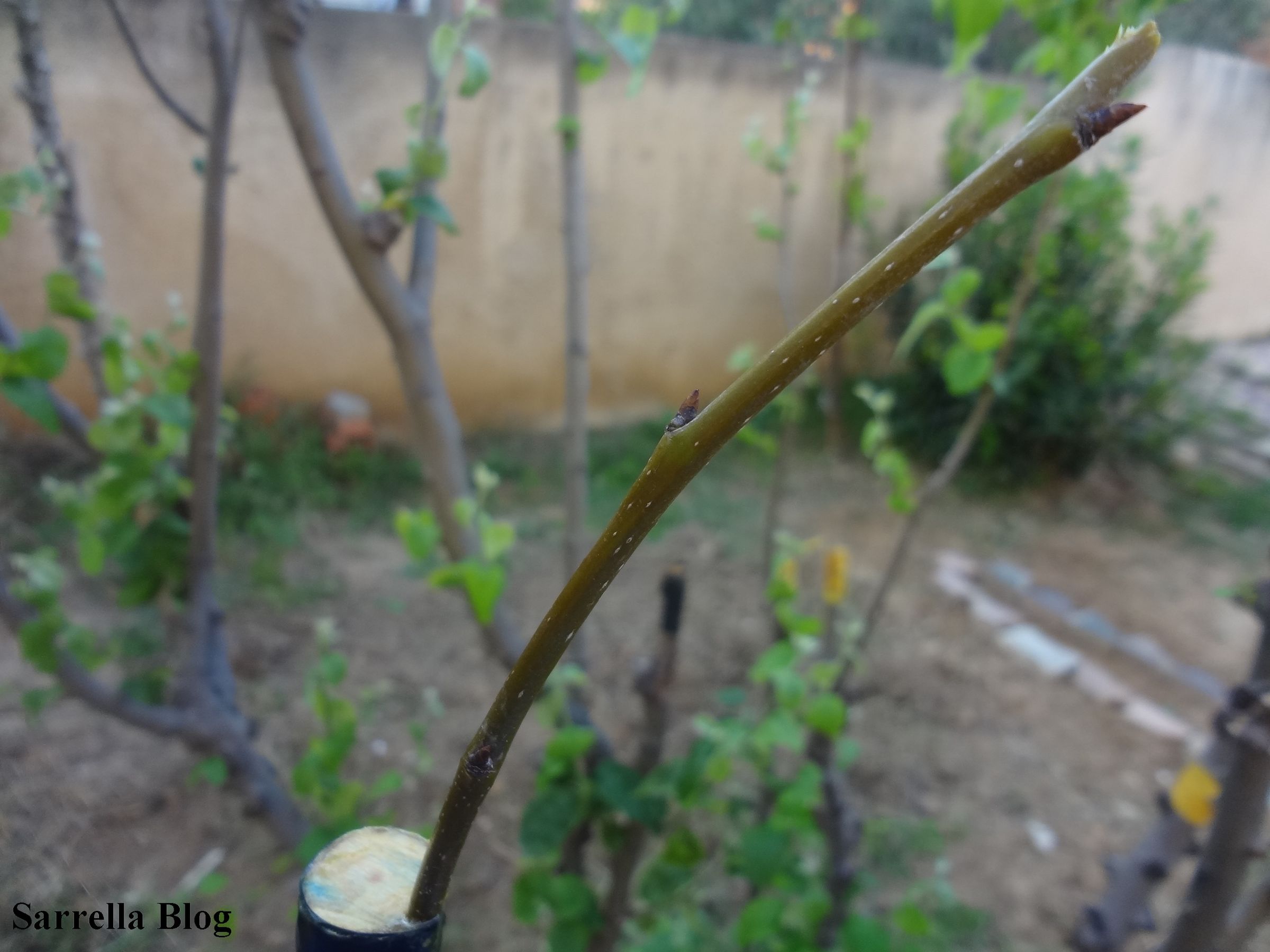 Grafting a Pear Scion to a Quince Tree 14 Steps (with Pictures