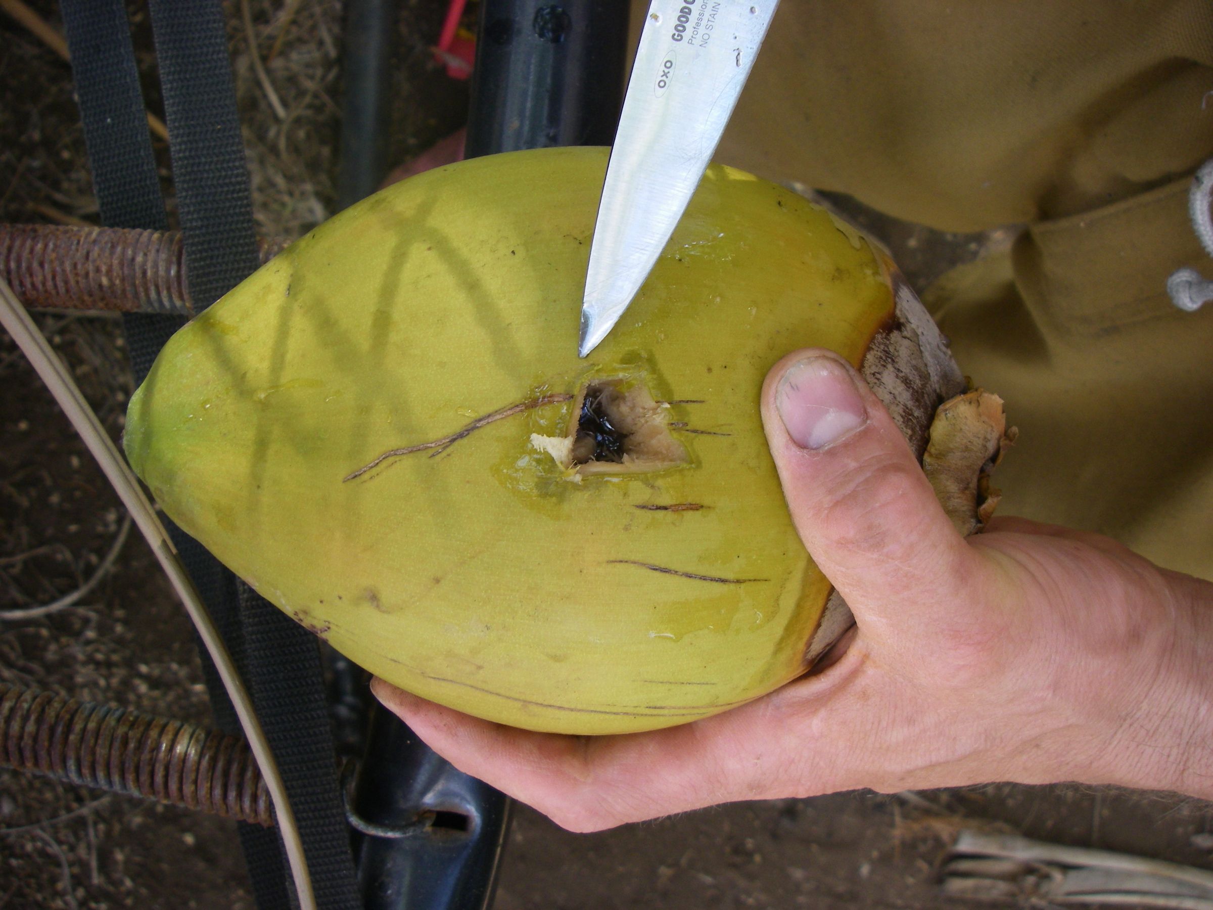 How to Open and Drink a Coconut 13 Steps (with Pictures) Instructables