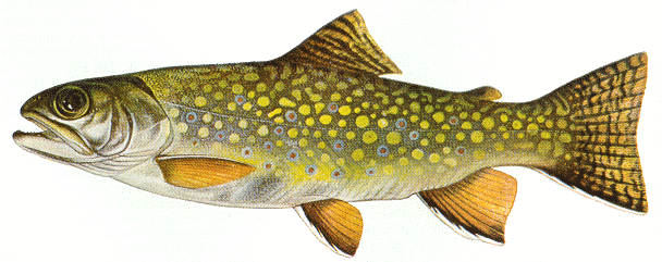 How to Catch, Clean and Cook a Fish!