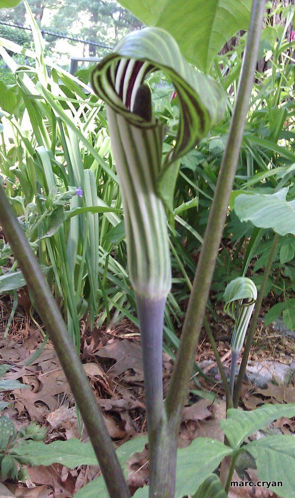 Woodland Garden