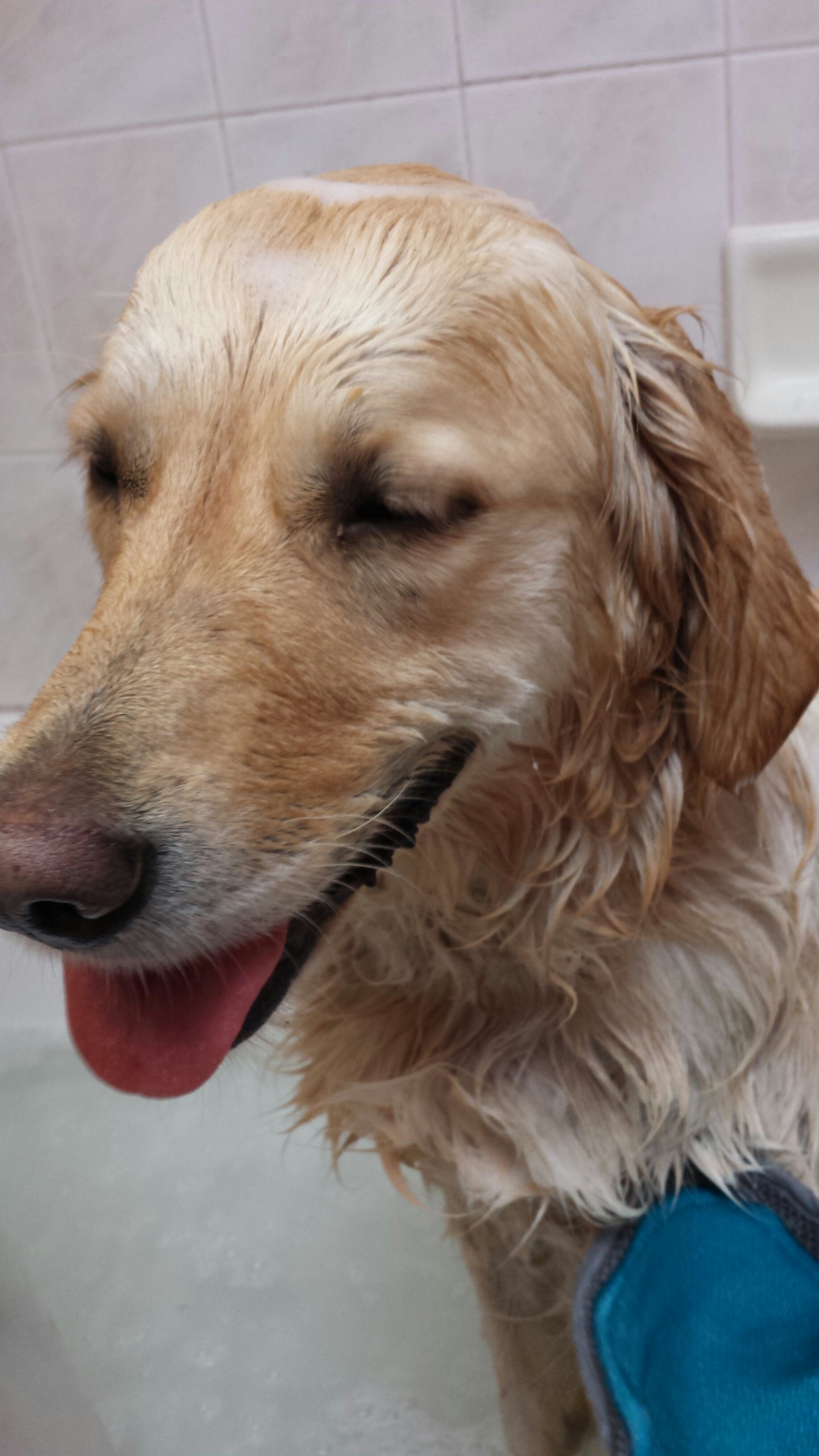 How to Wash Your Dog 7 Steps (with Pictures) Instructables