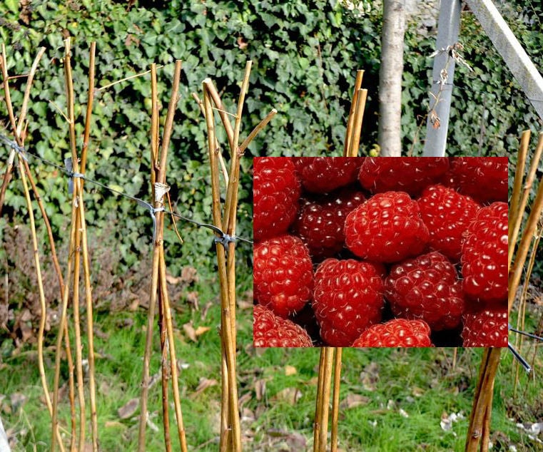 Raspberry plants winter care