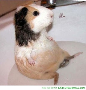 How To Bathe Guinea Pigs 4 Steps Instructables How To Bathe Guinea Pigs 4 Steps Instructables