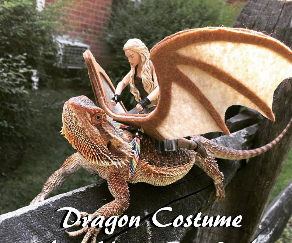 Easy Dragon Costume for Your Beardie! : 5 Steps (with Pictures ...