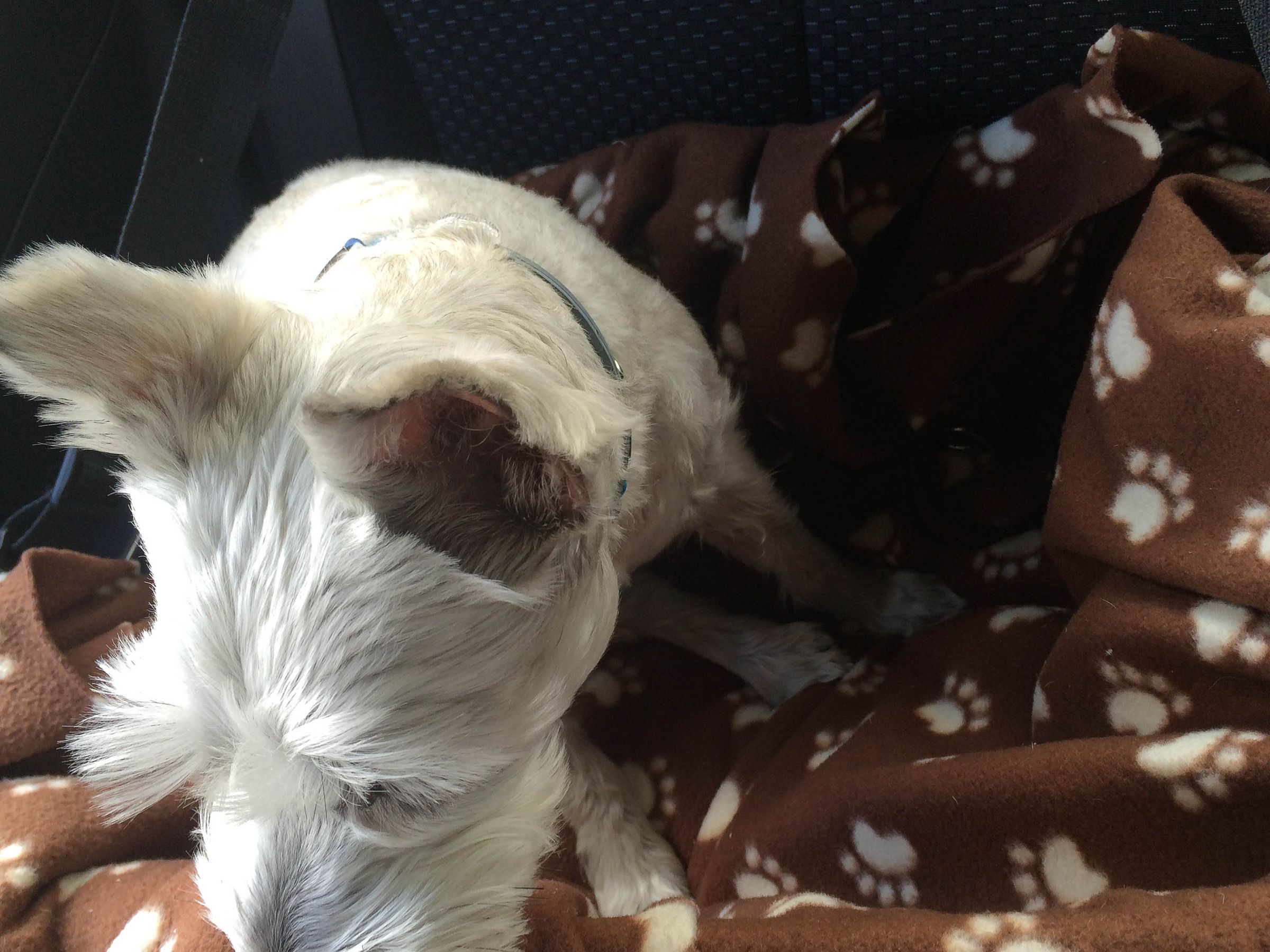 Cheap Safe Dog Car Seat 10 Steps (with Pictures) Instructables