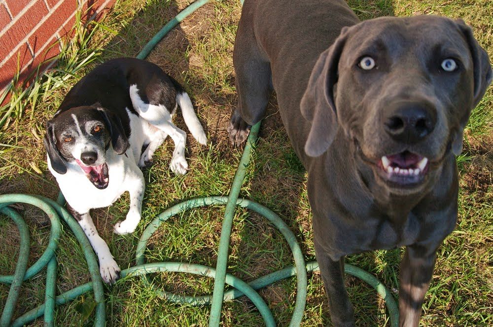 Basic Obedience Training for Dogs 6 Steps (with Pictures) Instructables