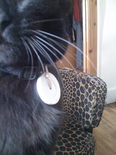 rfid for cats
