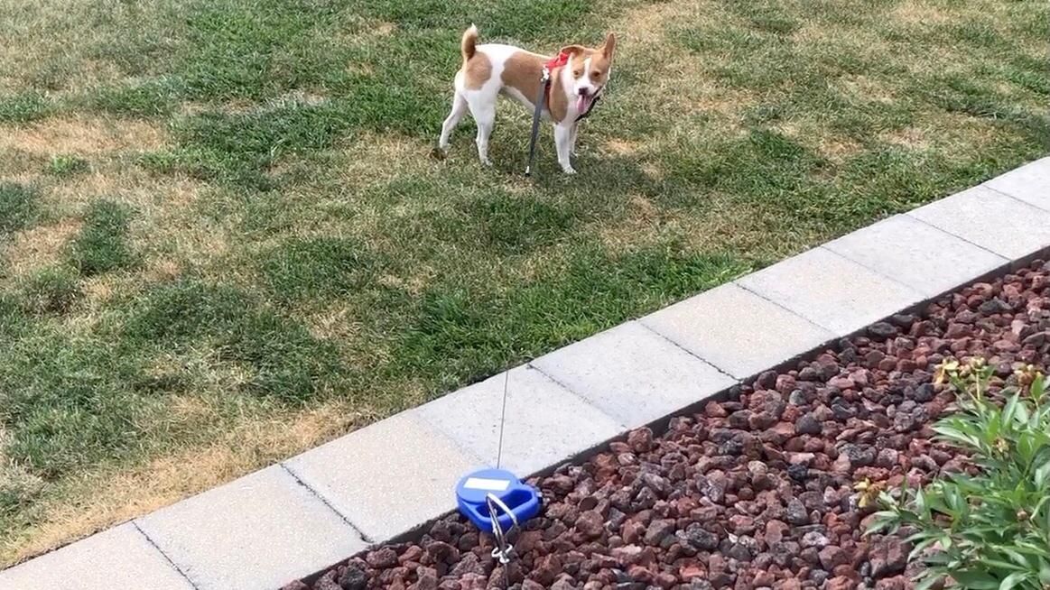 retractable cable tie out